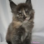 Maine Coon Kitten
