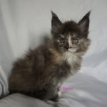 Maine Coon Kitten