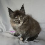 Maine Coon Kitten