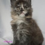 Maine Coon Kitten