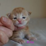 Int. Ch. Bloomingtree MyGirl (Kastrat)