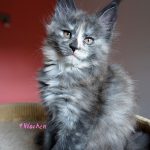 Maine Coon Kitten