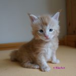 Int. Ch. Bloomingtree MyGirl (Kastrat)