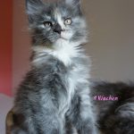 Maine Coon Kitten