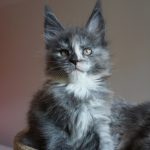 Maine Coon Kitten