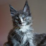 Maine Coon Kitten