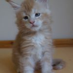 Int. Ch. Bloomingtree MyGirl (Kastrat)
