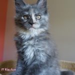 Maine Coon Kitten