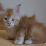 Int. Ch. Bloomingtree MyGirl (Kastrat)