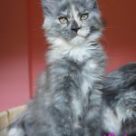 Maine Coon Katze