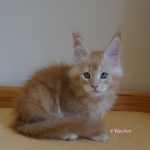 Int. Ch. Bloomingtree MyGirl (Kastrat)