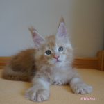 Int. Ch. Bloomingtree MyGirl (Kastrat)