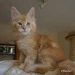 Int. Ch. Bloomingtree MyGirl (Kastrat)