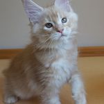 Int. Ch. Bloomingtree MyGirl (Kastrat)