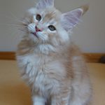 Int. Ch. Bloomingtree MyGirl (Kastrat)