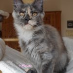 Maine Coon Katze