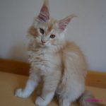 Int. Ch. Bloomingtree MyGirl (Kastrat)
