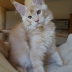 Int. Ch. Bloomingtree MyGirl (Kastrat)