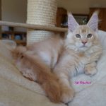 Int. Ch. Bloomingtree MyGirl (Kastrat)