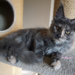 Maine Coon Katze