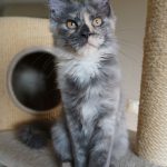 Maine Coon Katze