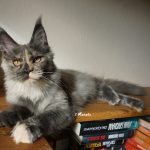 Maine Coon Katze