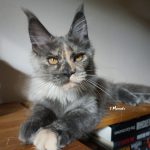 Maine Coon Katze