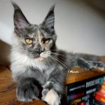 Maine Coon Katze