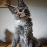 Maine Coon Katze