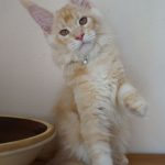 Int. Ch. Bloomingtree MyGirl (Kastrat)