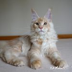 Int. Ch. Bloomingtree MyGirl (Kastrat)