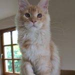 Int. Ch. Bloomingtree MyGirl (Kastrat)