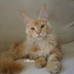 Int. Ch. Bloomingtree MyGirl (Kastrat)