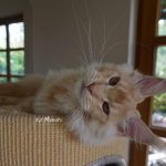 Int. Ch. Bloomingtree MyGirl (Kastrat)