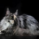 Int. Ch. Bloomingtree MyGirl (Kastrat)