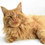 Maine Coon Kater