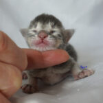 Maine Coon Kitten