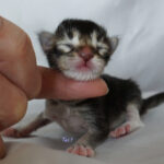 Maine Coon Kitten