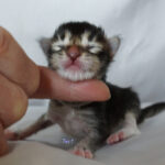 Maine Coon Kitten