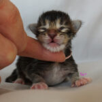 Maine Coon Kitten