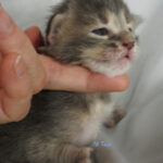 Maine Coon Kitten