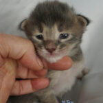 Maine Coon Kitten
