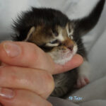 Maine Coon Kitten
