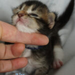 Maine Coon Kitten