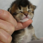 Maine Coon Kitten