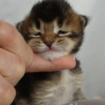 Maine Coon Kitten