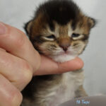Maine Coon Kitten