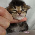 Maine Coon Kitten