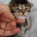 Maine Coon Kitten