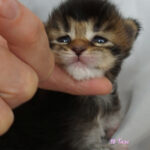 Maine Coon Kitten